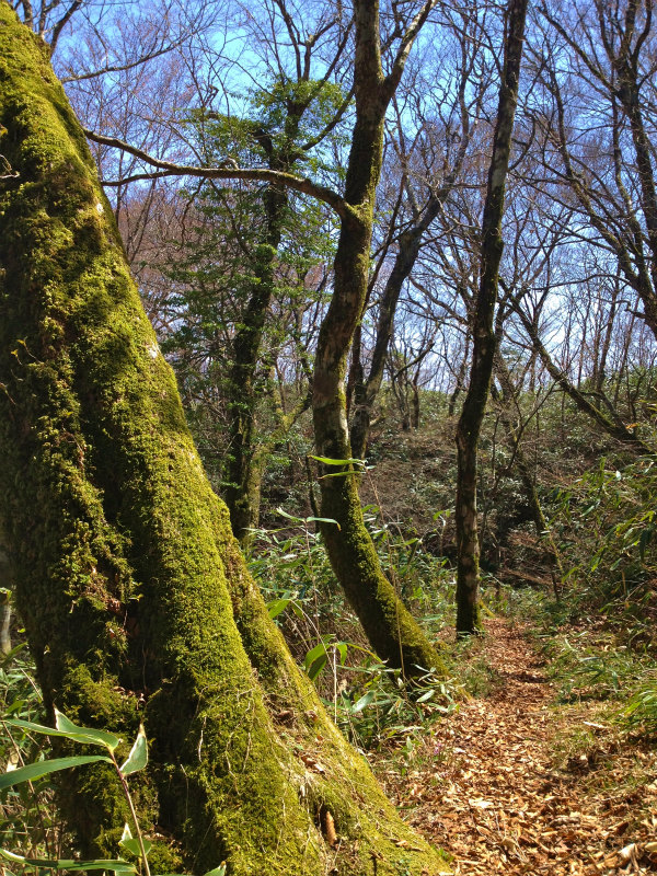 2013/04/09-10 高知 天狗の森トレイルセッション_b0220886_2144724.jpg