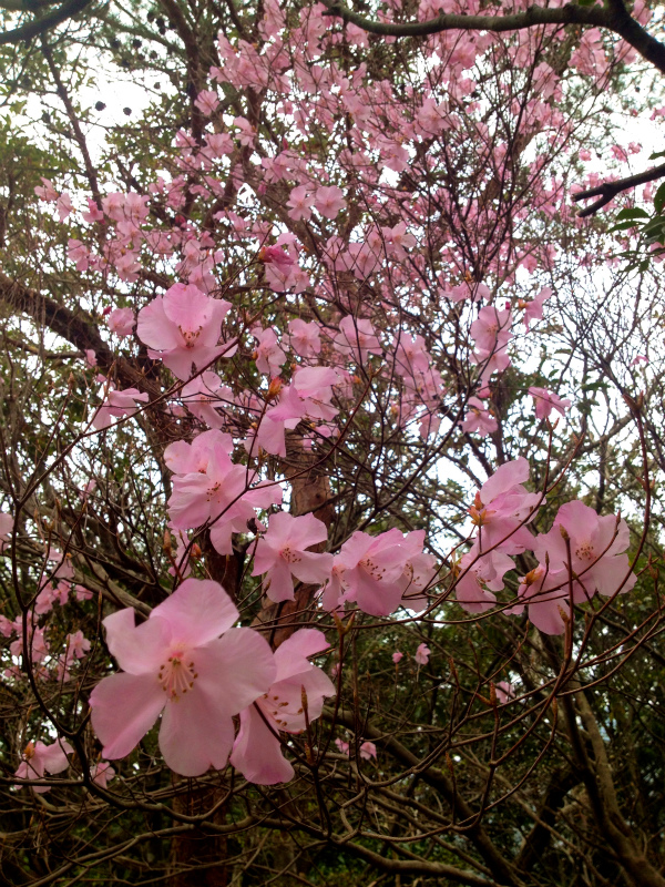 2013/04/17 鬼ヶ牙ー臼杵岳トレイルセッション_b0220886_23475741.jpg