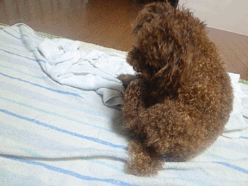 今夜はお茶漬け_b0175688_22144989.gif