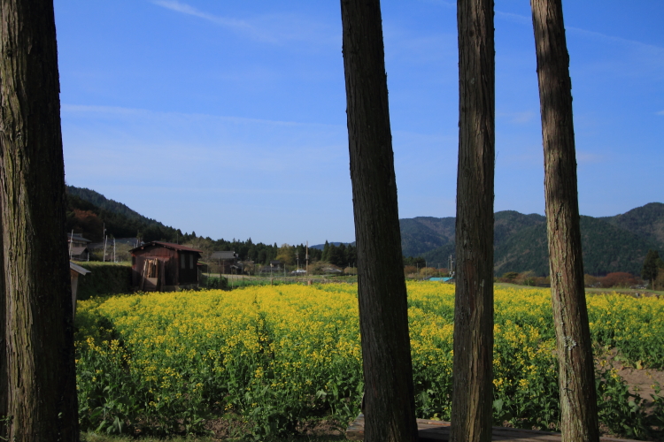 実光院_e0051888_3331227.jpg