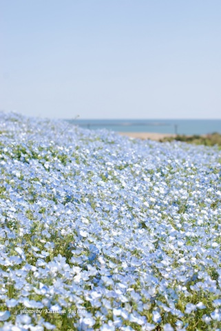 ネモフィラの花と空と海のブルーにつつまれて 花のun Deux Trois