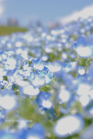 ネモフィラの花と空と海のブルーにつつまれて 花のun Deux Trois