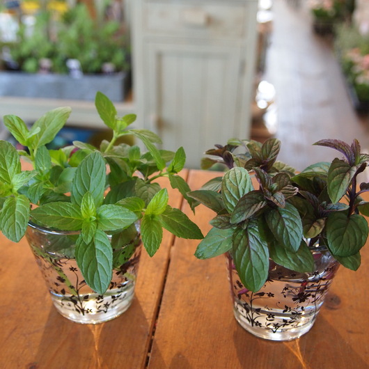 ペパーミント Sola Og Planta ハーブとお花のお庭日記 ペパーミント Sola Og Planta ハーブとお花のお庭日記