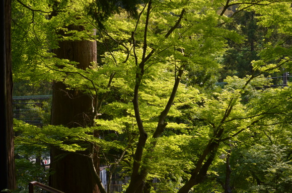 きざはしの道苔の花帰源院_a0288500_231191.jpg