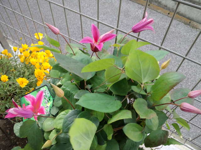 c0160600_19332729.jpg