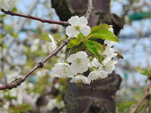 サクランボの花を撮りに天童の果樹園に（３）_c0075701_20132795.jpg