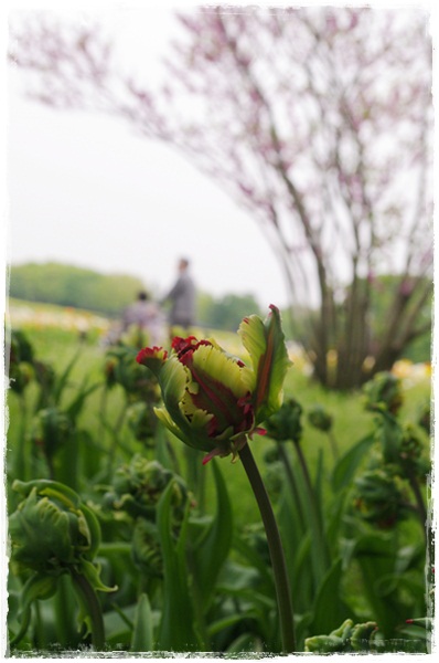 新緑の奥多摩と花らんまんの昭和記念公園_d0028304_2122863.jpg