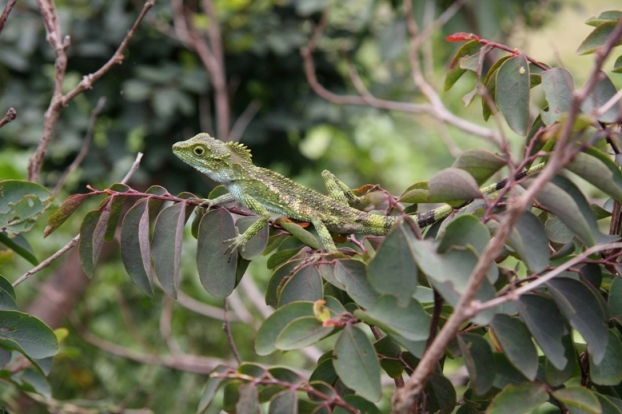 大石林山の生き物たち　＊　２泊３日のやんばる旅_d0136804_10553775.jpg