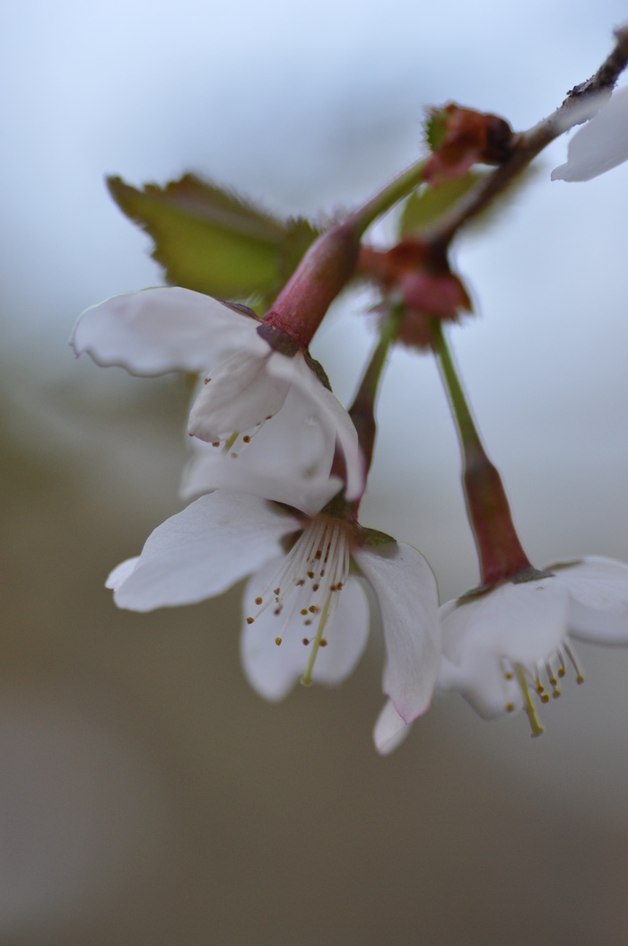 豆桜が咲いています_d0082305_665519.jpg