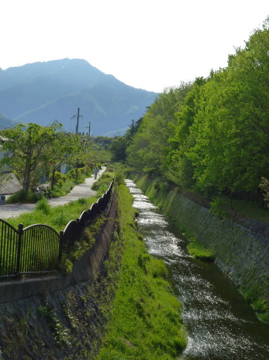 花水木と新緑の天蓋_b0254207_916475.jpg