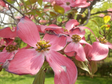 ２０１３年・ＰＥＫＥＹＡＭＡ氏の季節の花図鑑・１_c0062511_843110.jpg