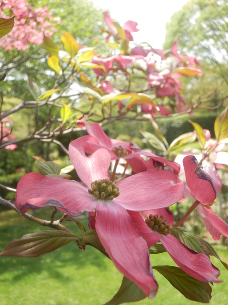 ２０１３年・ＰＥＫＥＹＡＭＡ氏の季節の花図鑑・１_c0062511_872032.jpg