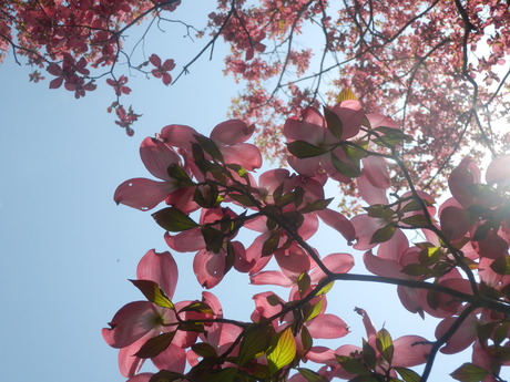 ２０１３年・ＰＥＫＥＹＡＭＡ氏の季節の花図鑑・１_c0062511_88162.jpg