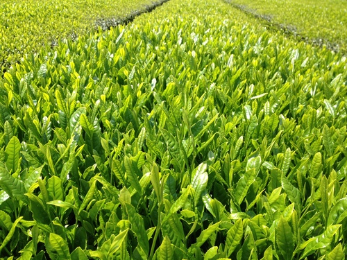 やっぱり私はお茶が好き!_b0220318_21261482.jpg