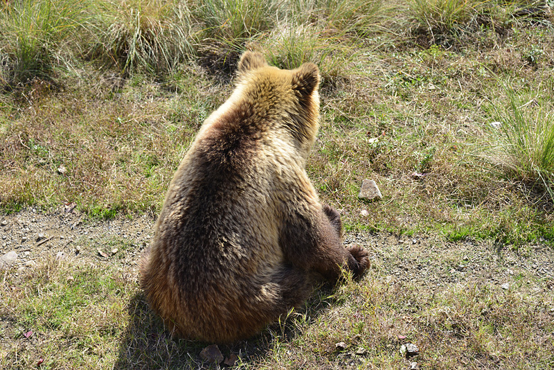 2011.11.21 姫路セントラルパークのクマさん【Bear】_f0250322_15392762.jpg