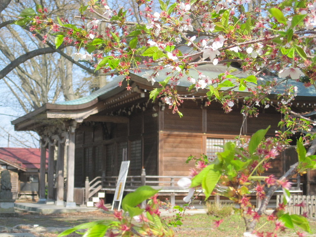 まだまだ桜は満開です。_c0141223_1314345.jpg