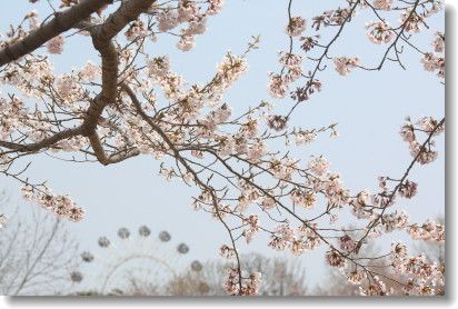 ２０１３年　八戸公園の桜　満開！_d0038630_2212546.jpg