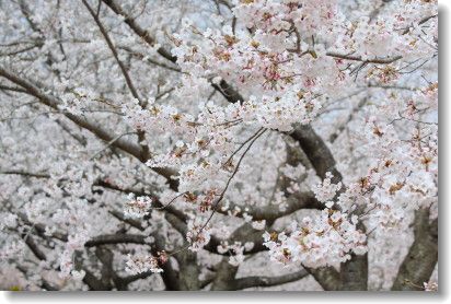 ２０１３年　八戸公園の桜　満開！_d0038630_225316.jpg