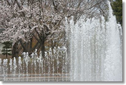 ２０１３年　八戸公園の桜　満開！_d0038630_2292565.jpg