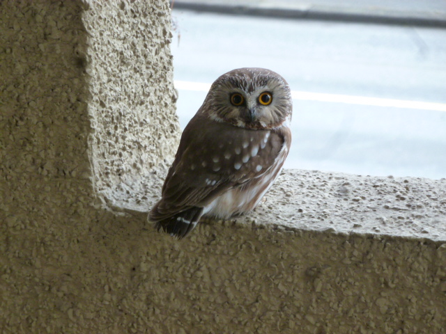 44 ヒメキンメフクロウ 村上丈二のバンクーバー野鳥図鑑 44 ヒメキンメフクロウ 村上丈二のバンクーバー野鳥図鑑