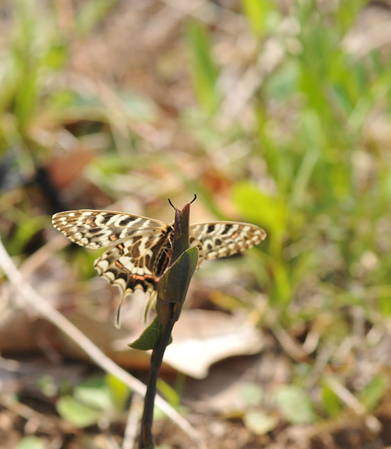 越冬明けタテハ２色と春のアゲハ４種　in2013.04.14&28_a0126632_7515116.jpg