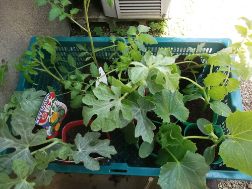 二度目のスイカ苗の植え付け...土手の補修も..._b0137932_16243536.jpg