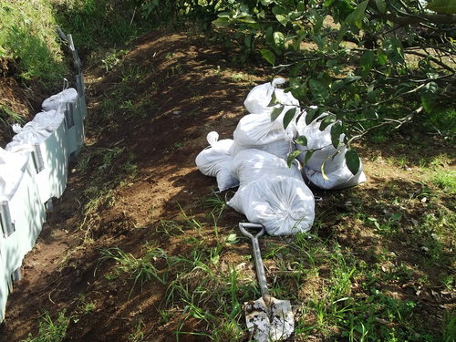 二度目のスイカ苗の植え付け...土手の補修も..._b0137932_16272383.jpg