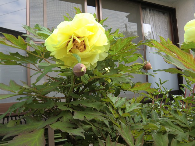 a0006033_19454652.jpg