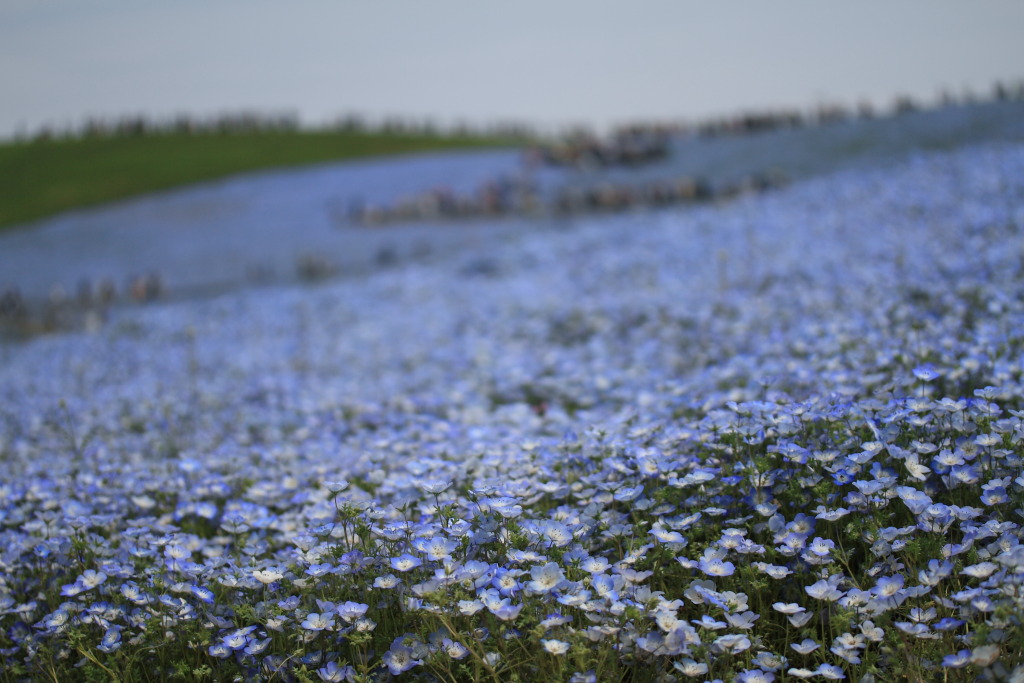 2013海浜公園のネモフィラ_b0189733_17391638.jpg