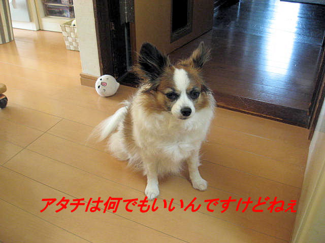 a0149240_1757922.jpg