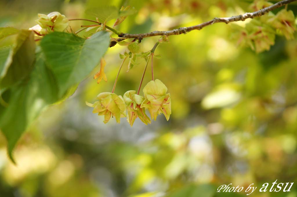 萬葉植物園-1_d0250840_21361599.jpg