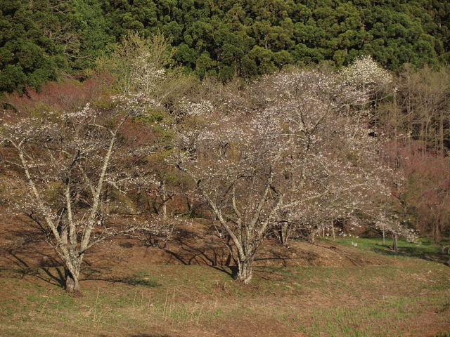 シジミバナ（蜆花）_b0077541_1842691.jpg