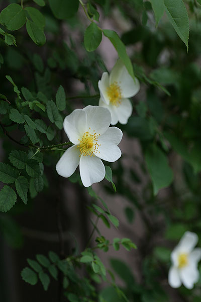 f0271343_12472829.jpg