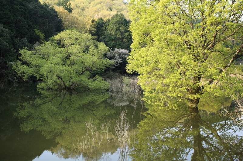 室生湖の樹々_e0194050_22405540.jpg