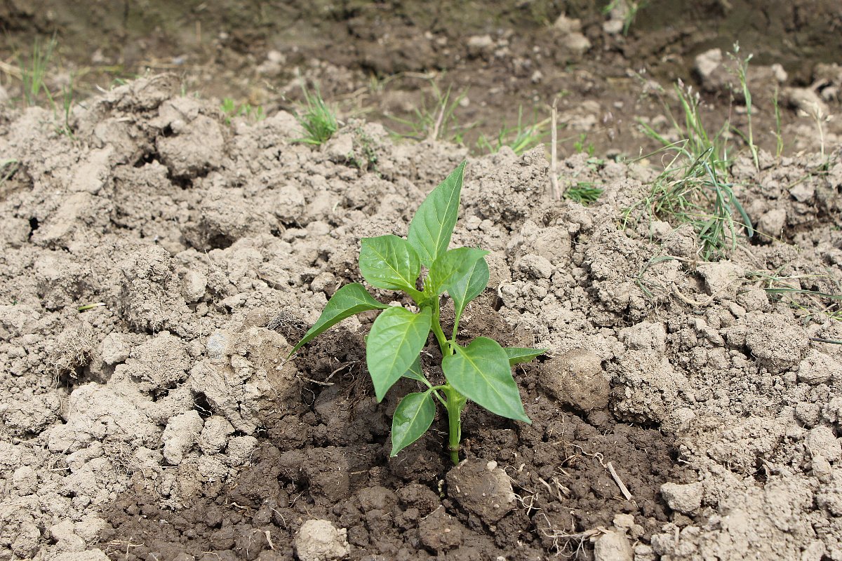 畑に野菜の苗植えました_f0257550_14102131.jpg