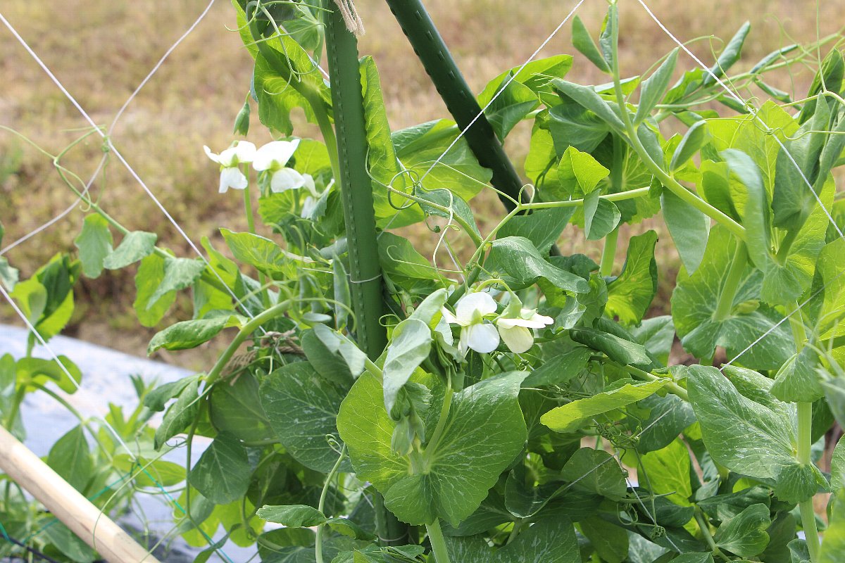 畑に野菜の苗植えました_f0257550_1431053.jpg