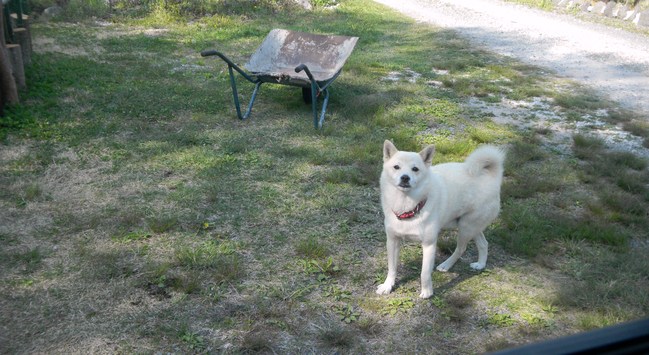 浪漫亭の白い案内犬_b0005652_2053157.jpg