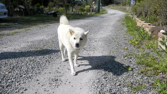 浪漫亭の白い案内犬_b0005652_206646.jpg