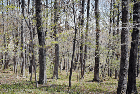 a0001354_2147383.gif