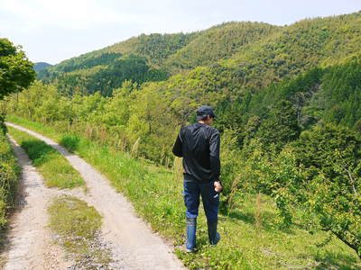 山あいの南高梅 これからもっと大きく成長しますよ!_a0254656_1840385.jpg
