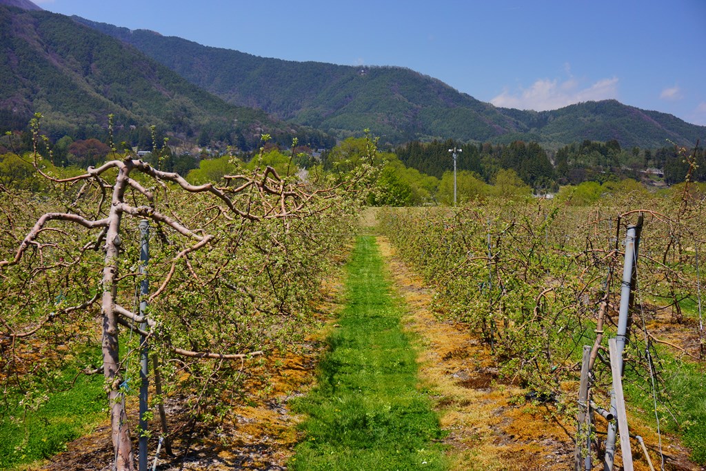 fruit farm（長野県松本市波田　りんご園）_e0223456_9182991.jpg