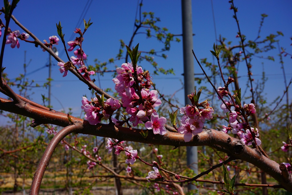 fruit farm（長野県松本市波田　りんご園）_e0223456_9213366.jpg