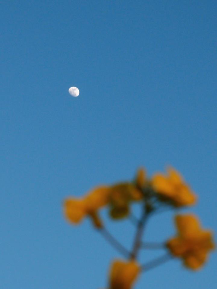 e0142357_8402099.jpg