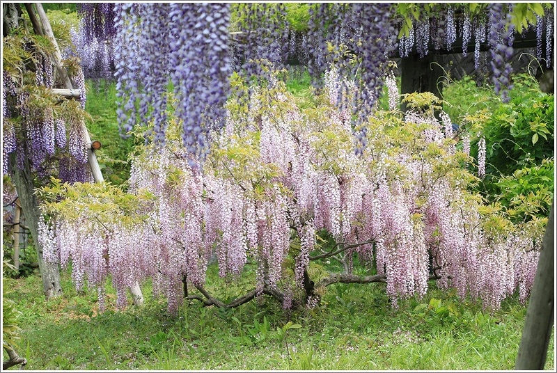 紫の滝　『藤の里』　～蓮華寺池公園の藤6～_a0167759_23182514.jpg