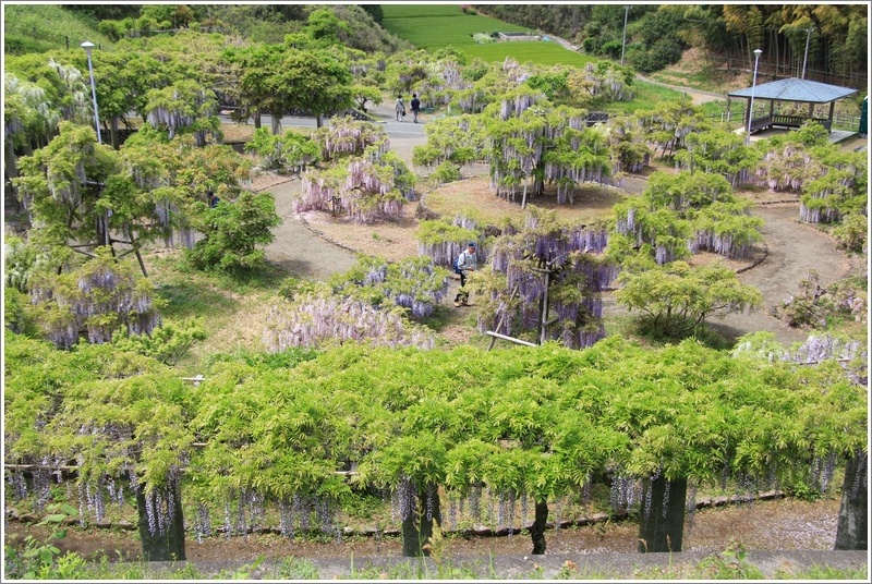 紫の滝　『藤の里』　～蓮華寺池公園の藤6～_a0167759_23194116.jpg