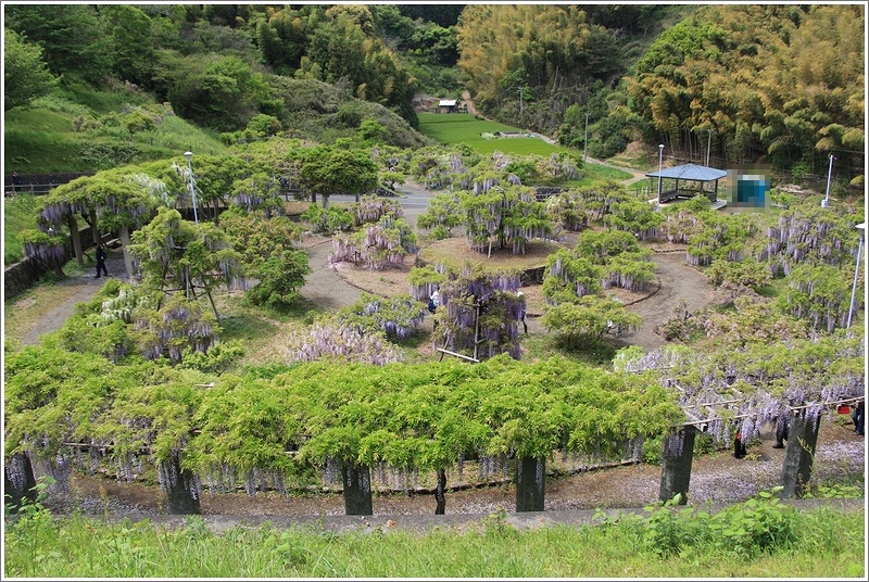 紫の滝　『藤の里』　～蓮華寺池公園の藤6～_a0167759_23213060.jpg