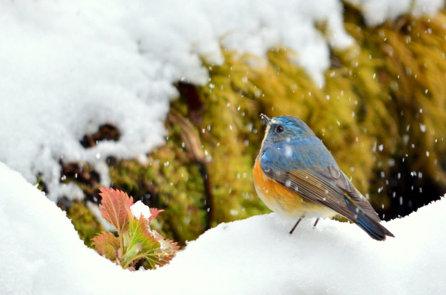 渓流にて 雪のルリビタキ。_b0165760_21322175.jpg