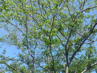 c0115560_10242313.jpg