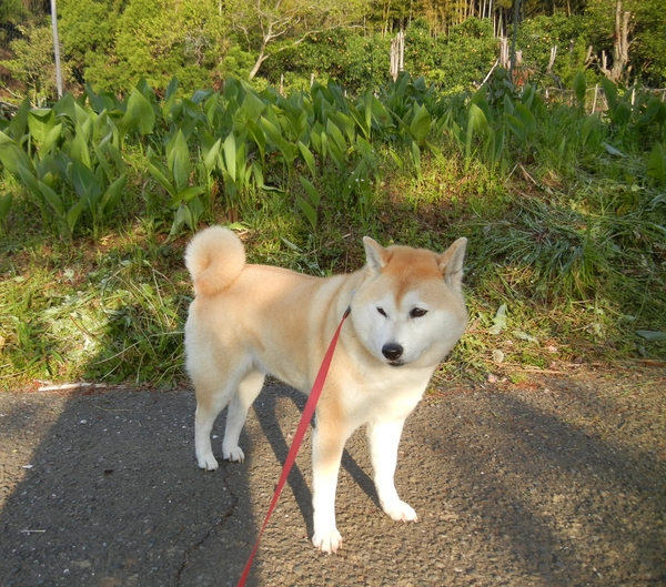 ’13,4,29(月)野生の藤の花がとってもきれい~!_f0060461_1719142.jpg