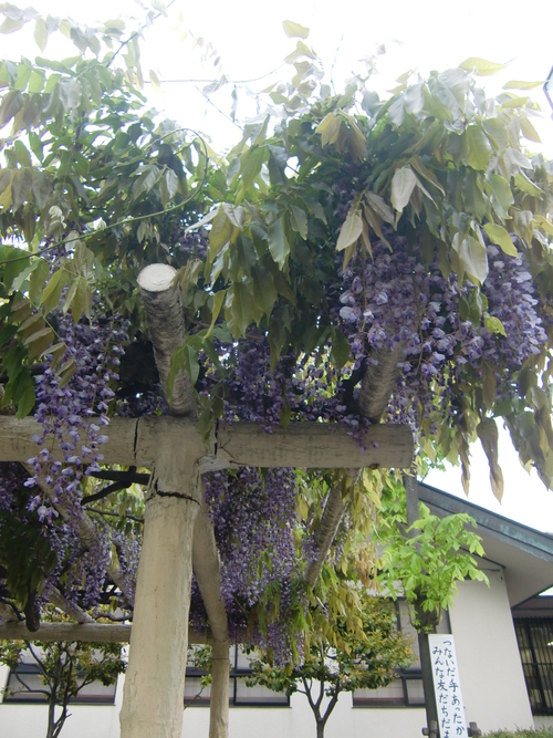 ツツジの花々と、活けなおし_d0157266_13445457.jpg